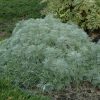 Artemisia Silver Mound #1 - Image 2